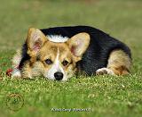 Welsh Corgi Pembroke 9M72D-05